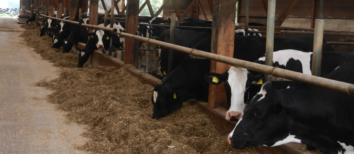 Extrulin auf Milchviehbetrieben in Europa